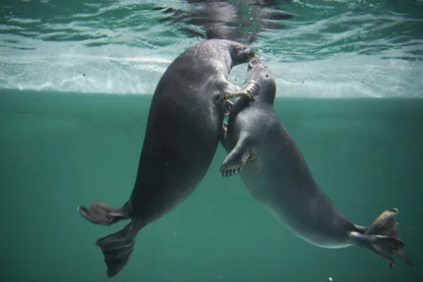 В Красноярске Россельхознадзор выдал первую лицензию предприятию по содержанию нерп